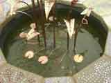 Lilypad float under the fountain